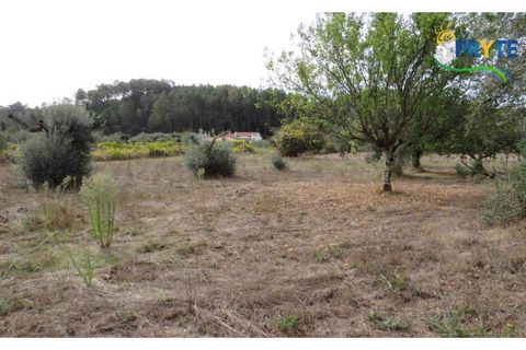Terra a Cabecudo, Castelo Branco, Cabecudo - € 45.000 | Ref: AS38 - foto 9