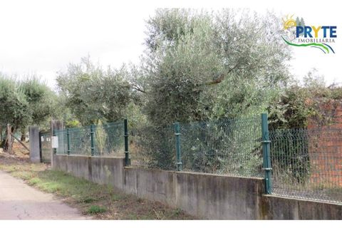 Terra a Cabecudo, Castelo Branco, Cabecudo - € 45.000 | Ref: AS38 - foto 12