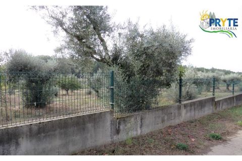 Terra a Cabecudo, Castelo Branco, Cabecudo - € 45.000 | Ref: AS38 - foto 14