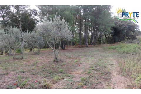 Terra a Cabecudo, Castelo Branco, Cabecudo - € 45.000 | Ref: AS39 - foto 2