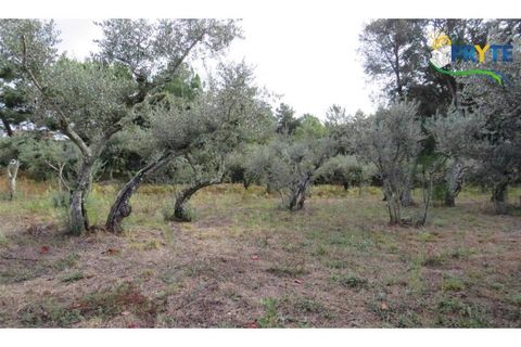 Terra a Cabecudo, Castelo Branco, Cabecudo - € 45.000 | Ref: AS39 - foto 3