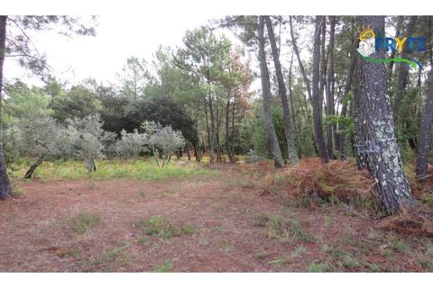 Terra a Cabecudo, Castelo Branco, Cabecudo - € 45.000 | Ref: AS39 - foto 4