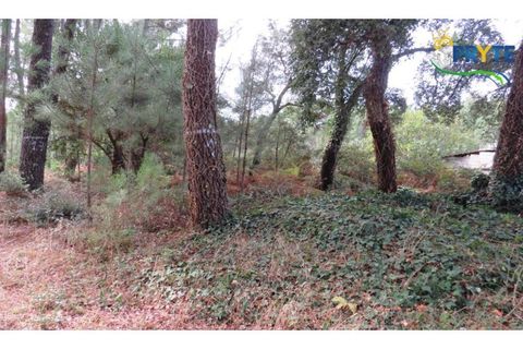 Terra a Cabecudo, Castelo Branco, Cabecudo - € 45.000 | Ref: AS39 - foto 5