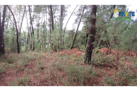Terra a Cabecudo, Castelo Branco, Cabecudo - € 45.000 | Ref: AS39 - foto 6