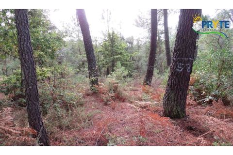 Terra a Cabecudo, Castelo Branco, Cabecudo - € 45.000 | Ref: AS39 - foto 7