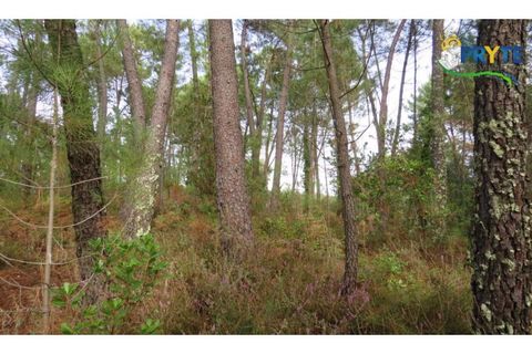 Terra a Cabecudo, Castelo Branco, Cabecudo - € 45.000 | Ref: AS39 - foto 9
