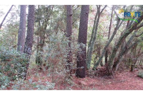 Terra a Cabecudo, Castelo Branco, Cabecudo - € 45.000 | Ref: AS39 - foto 10
