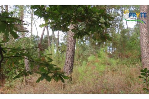 Terra a Cabecudo, Castelo Branco, Cabecudo - € 45.000 | Ref: AS39 - foto 11
