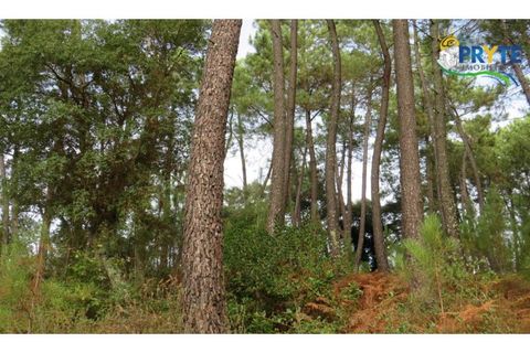 Terra a Cabecudo, Castelo Branco, Cabecudo - € 45.000 | Ref: AS39 - foto 12