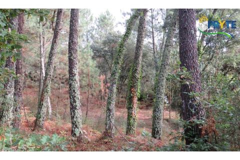 Terra a Cabecudo, Castelo Branco, Cabecudo - € 45.000 | Ref: AS39 - foto 13