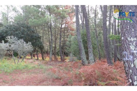 Terra a Cabecudo, Castelo Branco, Cabecudo - € 45.000 | Ref: AS39 - foto 14