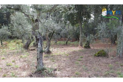 Terra a Cabecudo, Castelo Branco, Cabecudo - € 45.000 | Ref: AS39 - foto 15