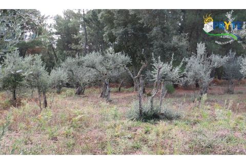 Terra a Cabecudo, Castelo Branco, Cabecudo - € 45.000 | Ref: AS39 - foto 16