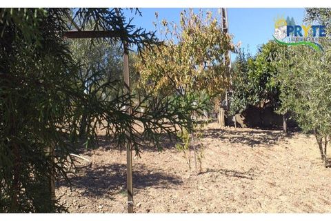 Villa a Proenca-a-Nova, Castelo Branco, Proenca-a-Nova - € 350.000 | Ref: MG85 - foto 7
