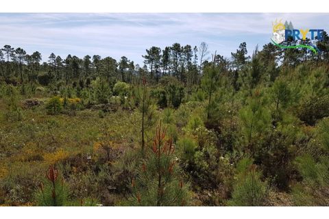 Helårsgrund i Serta, Castelo Branco, Serta - € 35.000 | Ref: AS29 - foto 2