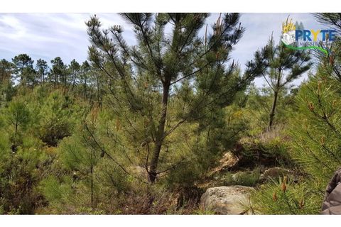 Helårsgrund i Serta, Castelo Branco, Serta - € 35.000 | Ref: AS29 - foto 3