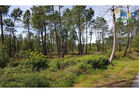 Helårsgrund i Serta, Castelo Branco, Serta - € 35.000 | Ref: AS29 - foto 9