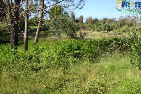 Helårsgrund i Castelo Branco, Castelo Branco, Castelo Branco - € 49.000 | Ref: VF63 - foto 6