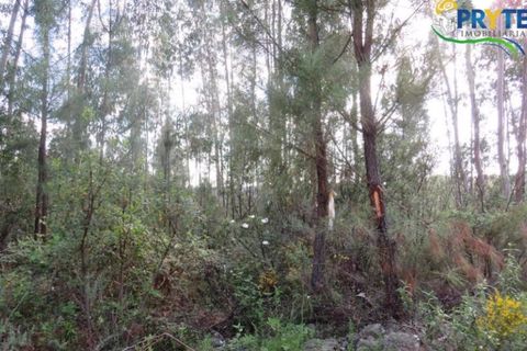 Helårsgrund i Serta, Castelo Branco, Serta - € 100.000 | Ref: AA44 - foto 3