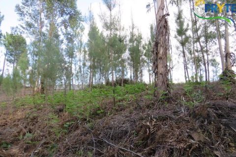 Helårsgrund i Serta, Castelo Branco, Serta - € 100.000 | Ref: AA44 - foto 9