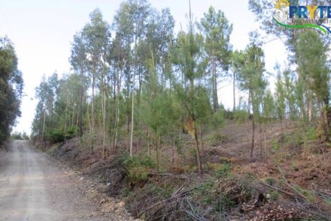 Helårsgrund i Serta, Castelo Branco, Serta - € 100.000 | Ref: AA44 - foto 12