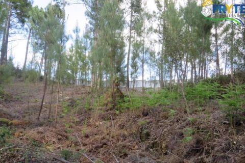 Helårsgrund i Serta, Castelo Branco, Serta - € 100.000 | Ref: AA44 - foto 13