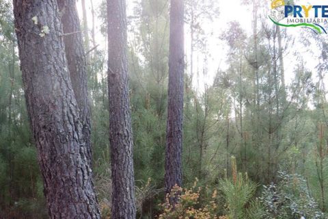 Helårsgrund i Serta, Castelo Branco, Serta - € 100.000 | Ref: AA44 - foto 20