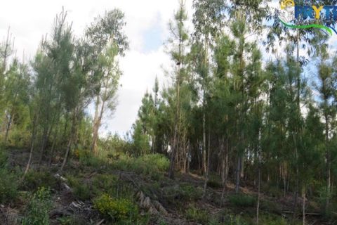Helårsgrund i Serta, Castelo Branco, Serta - € 100.000 | Ref: AA44 - foto 22