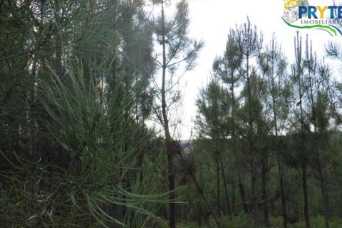 Helårsgrund i Serta, Castelo Branco, Serta - € 100.000 | Ref: AA44 - foto 24