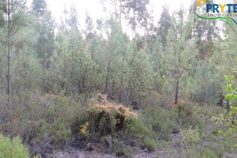 Helårsgrund i Serta, Castelo Branco, Serta - € 100.000 | Ref: AA44 - foto 25