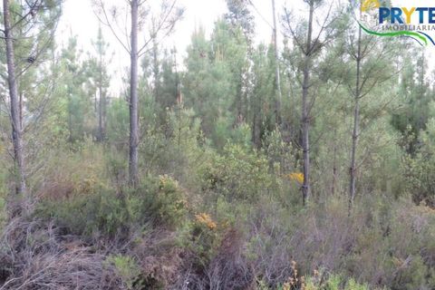 Helårsgrund i Serta, Castelo Branco, Serta - € 100.000 | Ref: AA44 - foto 26