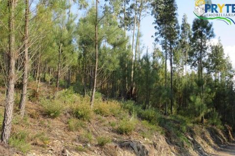Helårsgrund i Serta, Castelo Branco, Serta - € 100.000 | Ref: AA44 - foto 27