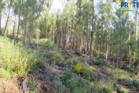 Helårsgrund i Serta, Castelo Branco, Serta - € 100.000 | Ref: AA44 - foto 28