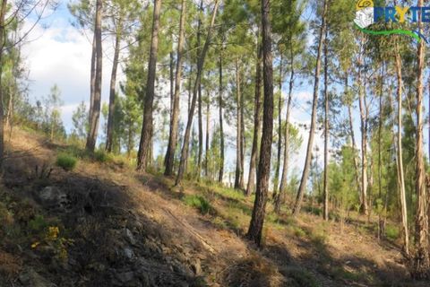 Helårsgrund i Serta, Castelo Branco, Serta - € 100.000 | Ref: AA44 - foto 30