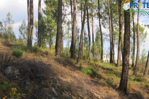 Helårsgrund i Serta, Castelo Branco, Serta - € 100.000 | Ref: AA44 - foto 31