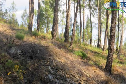Helårsgrund i Serta, Castelo Branco, Serta - € 100.000 | Ref: AA44 - foto 32