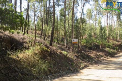 Helårsgrund i Serta, Castelo Branco, Serta - € 100.000 | Ref: AA44 - foto 37