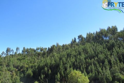 Helårsgrund i Serta, Castelo Branco, Serta - € 100.000 | Ref: AA44 - foto 38