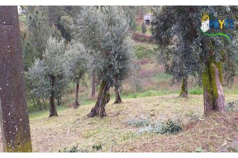 Helårsgrund i Serta, Castelo Branco, Serta - € 17.500 | Ref: MG60 - foto 2