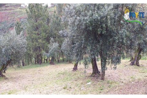 Helårsgrund i Serta, Castelo Branco, Serta - € 17.500 | Ref: MG60 - foto 3