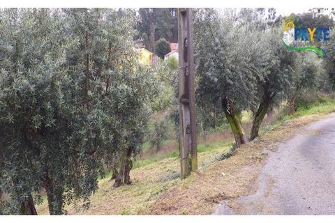 Helårsgrund i Serta, Castelo Branco, Serta - € 17.500 | Ref: MG60 - foto 4