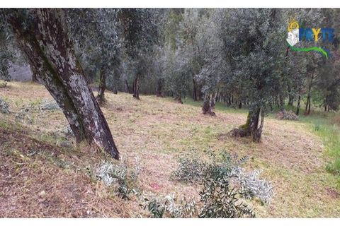 Helårsgrund i Serta, Castelo Branco, Serta - € 17.500 | Ref: MG60 - foto 5