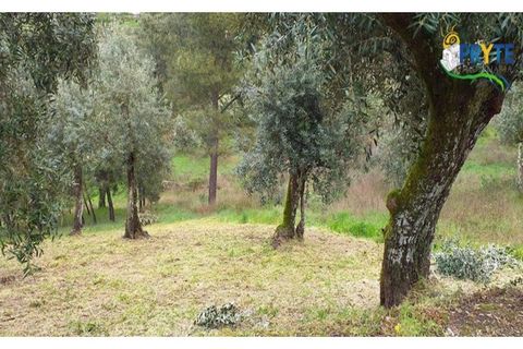 Helårsgrund i Serta, Castelo Branco, Serta - € 17.500 | Ref: MG60 - foto 6