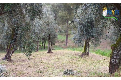 Helårsgrund i Serta, Castelo Branco, Serta - € 17.500 | Ref: MG60 - foto 8