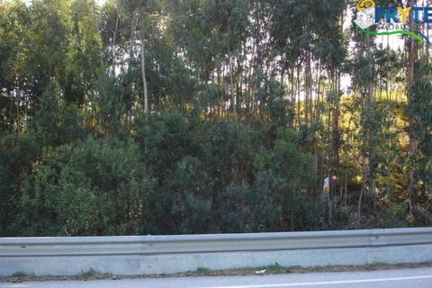 Helårsgrund i Serta, Castelo Branco, Serta - € 45.000 | Ref: VF06 - foto 3