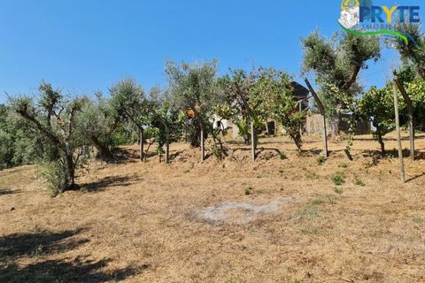 Farm i Serta, Castelo Branco, Serta - € 55.000 | Ref: AS117 - foto 15