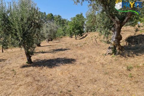 Farm i Serta, Castelo Branco, Serta - € 55.000 | Ref: AS117 - foto 20