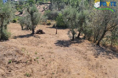 Farm i Serta, Castelo Branco, Serta - € 55.000 | Ref: AS117 - foto 21
