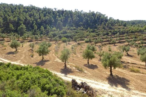 Finca i Maella, Zaragoza, Maella - € 64.000 | Ref: 0818 - foto 19