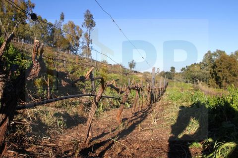 Villa i Borba, Evora, Borba - € 350.000 | Ref: PR-0016 - foto 31